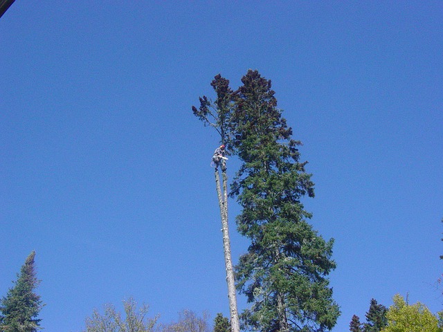 Tree PrunerEmploying a Tree Pruner Properly